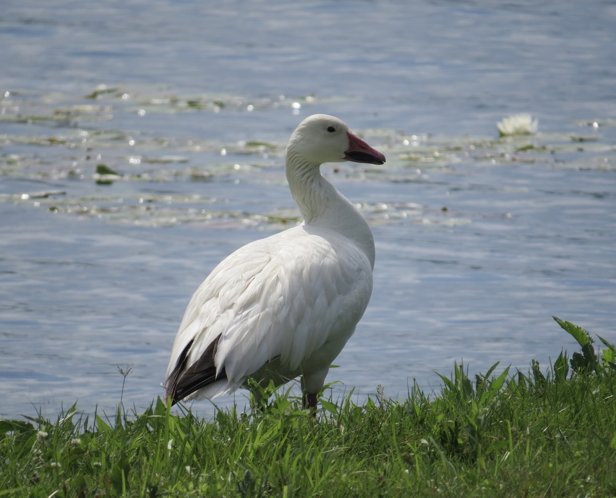 Snow Goose - ML625746910