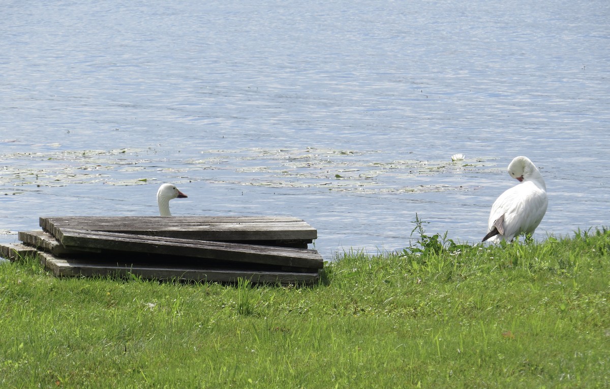 Snow Goose - ML625746918