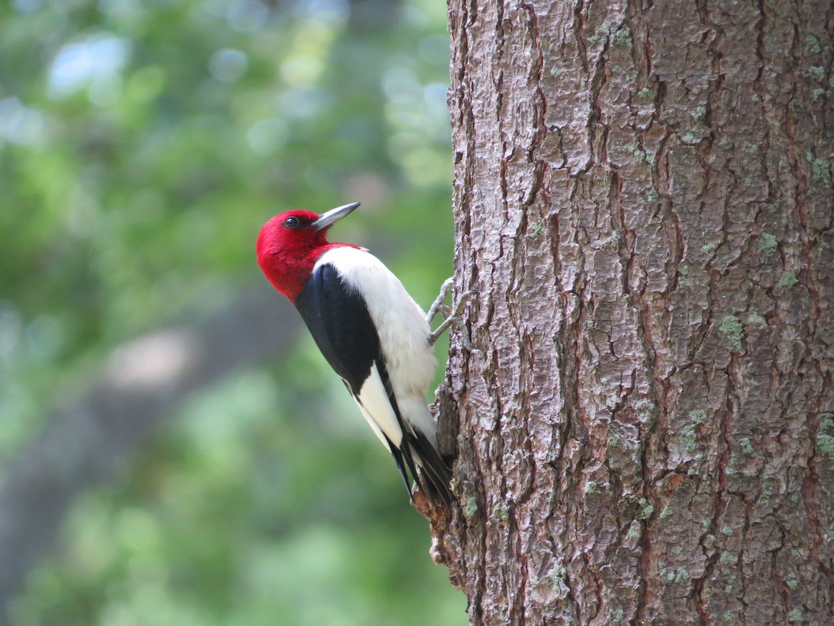 Red-headed Woodpecker - ML625746941