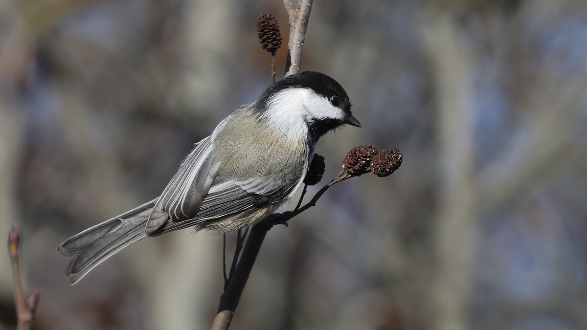 Black-capped Chickadee - ML625746951