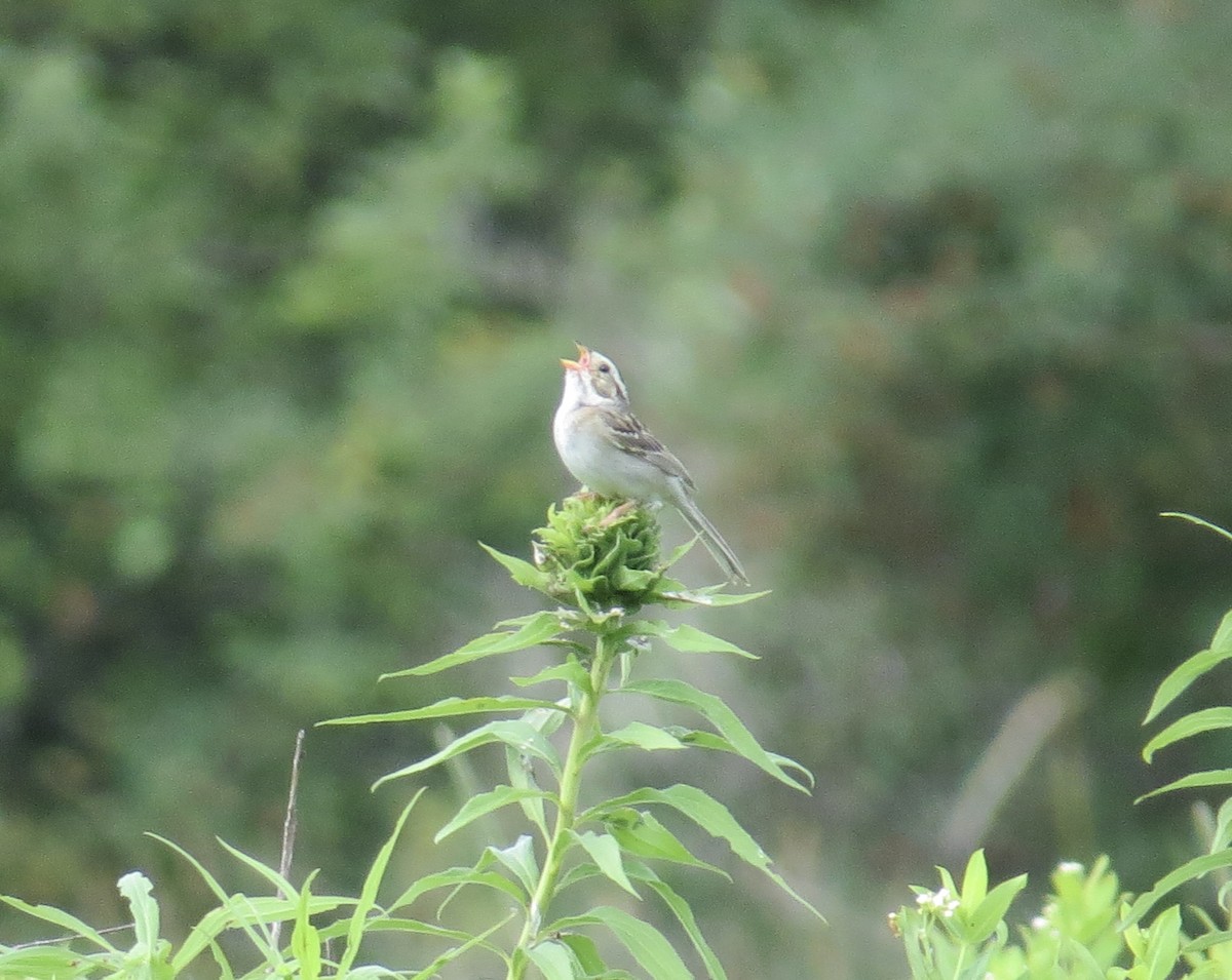 Clay-colored Sparrow - ML625747084