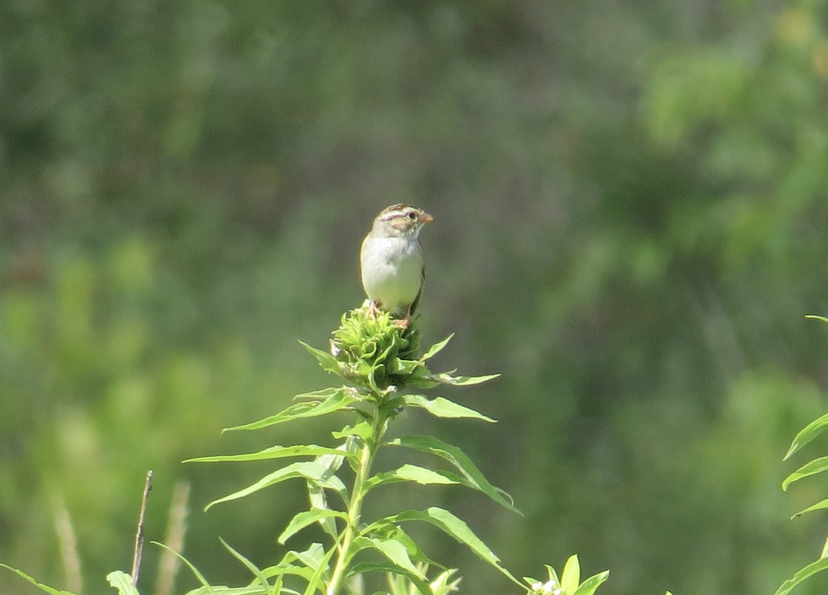 Clay-colored Sparrow - ML625747087