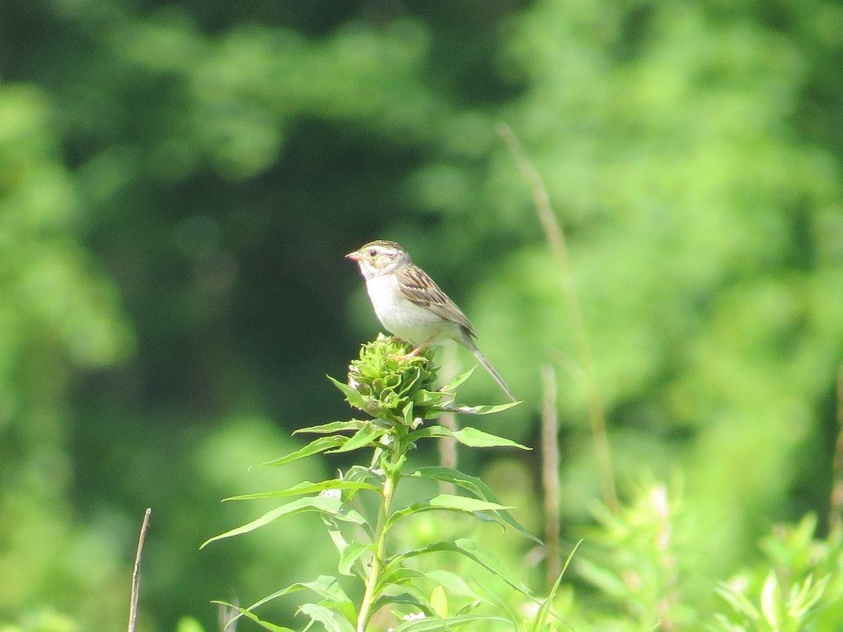 Clay-colored Sparrow - ML625747090