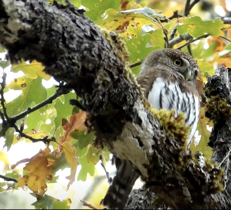 Northern Pygmy-Owl - ML625747182