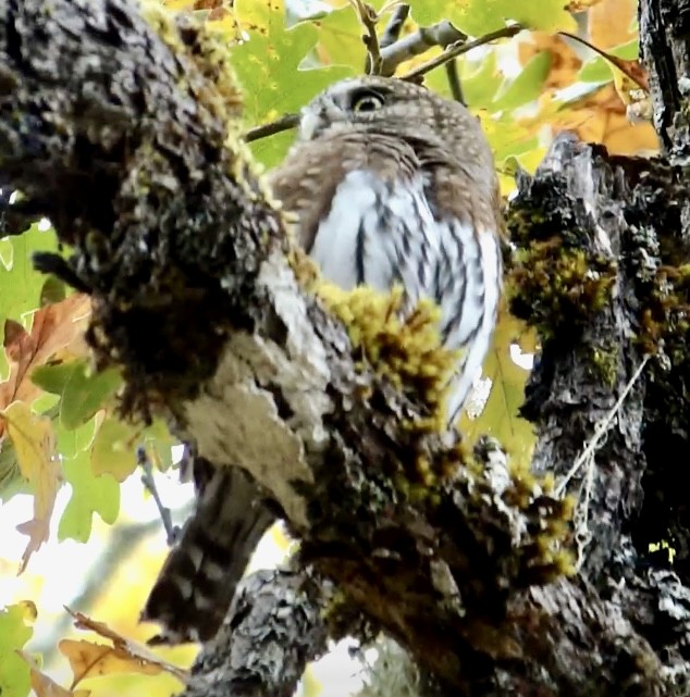 Northern Pygmy-Owl - ML625747183