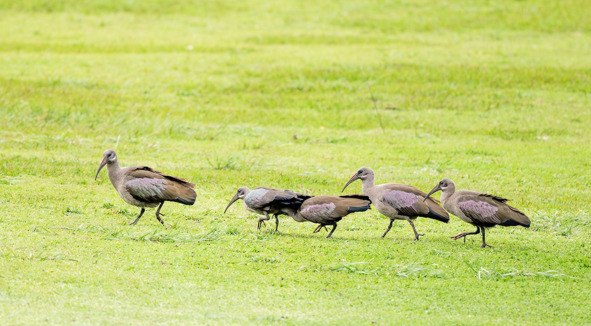 Hadada Ibis - ML625747235