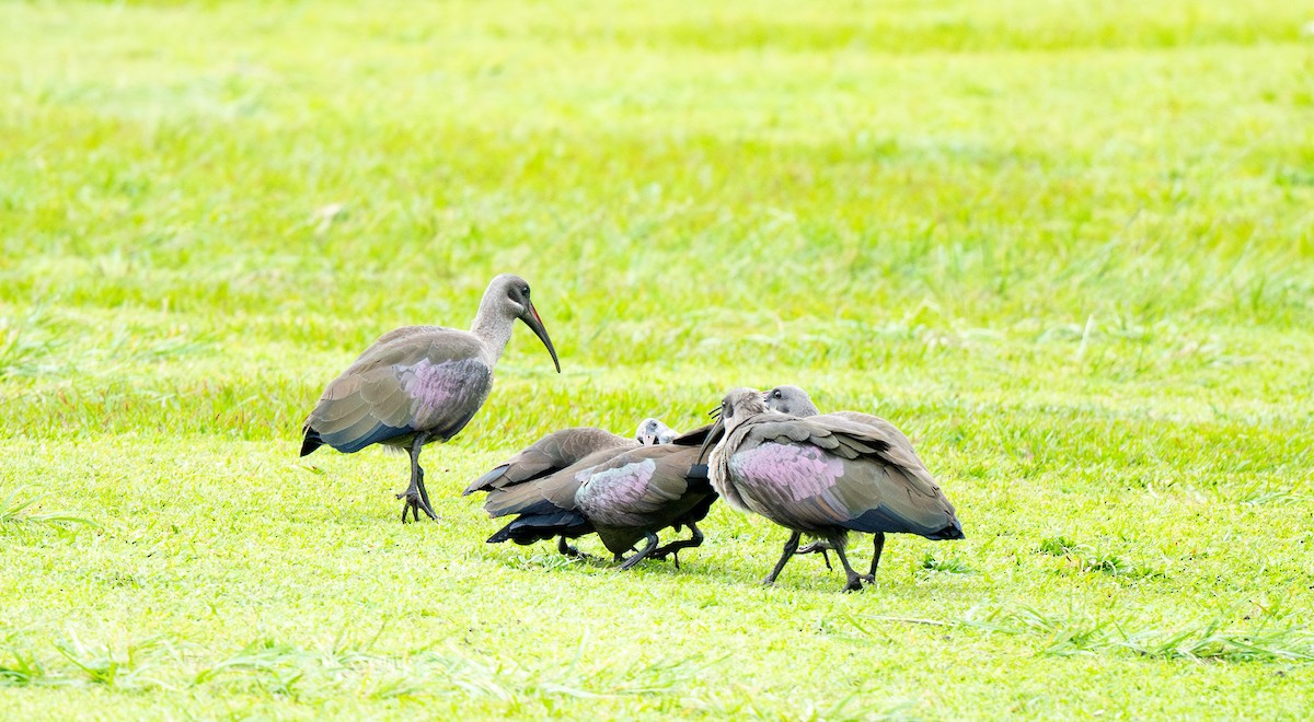 Hadada Ibis - ML625747241