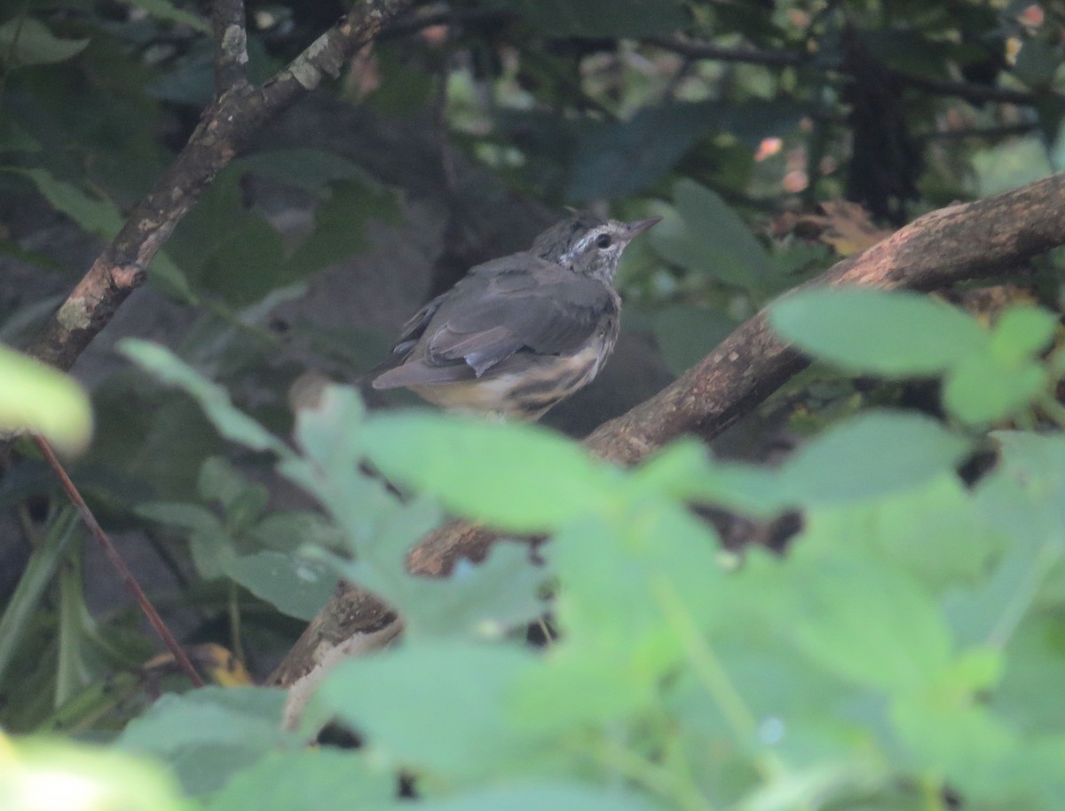 Louisiana Waterthrush - ML625747269