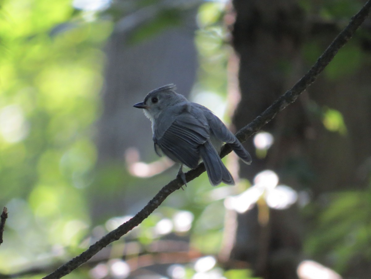 Tufted Titmouse - ML625747280