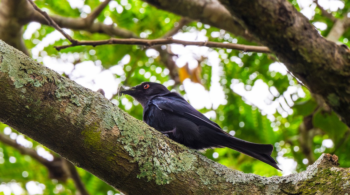 Square-tailed Drongo - ML625747323