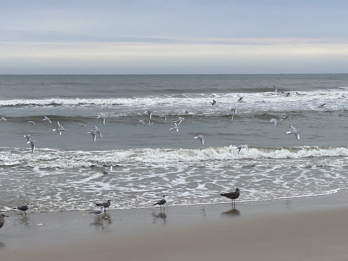 Bonaparte's Gull - ML625747537