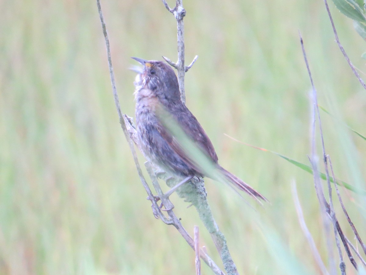 Seaside Sparrow - ML625747587