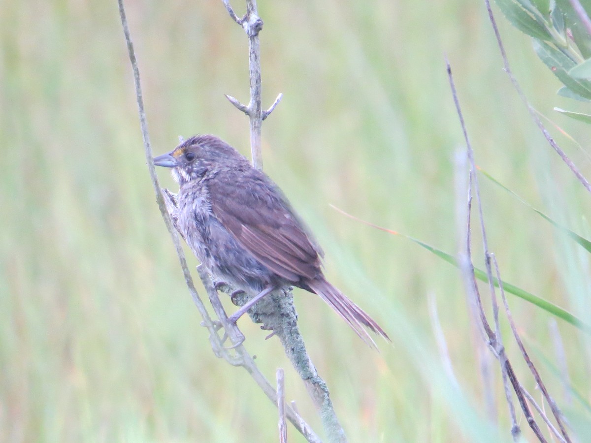 Seaside Sparrow - ML625747589