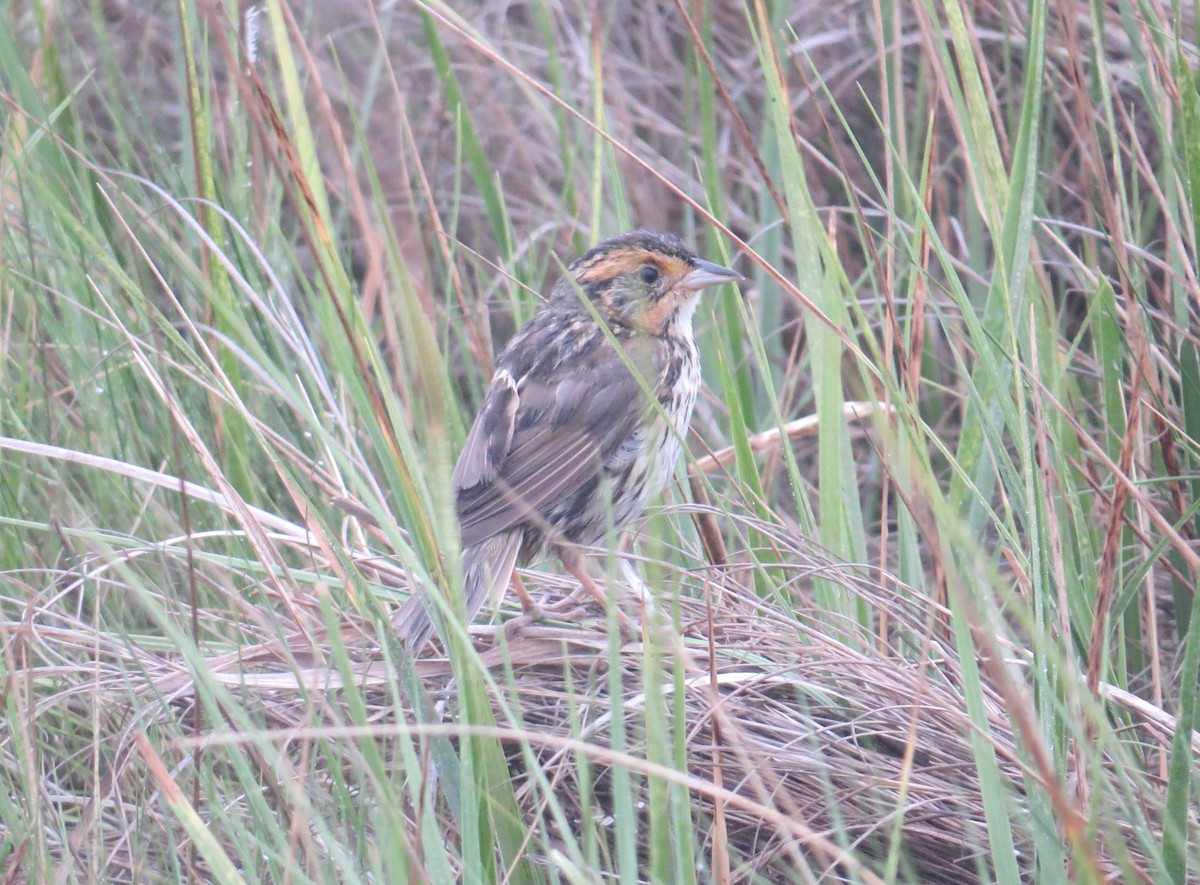 Saltmarsh Sparrow - ML625747618