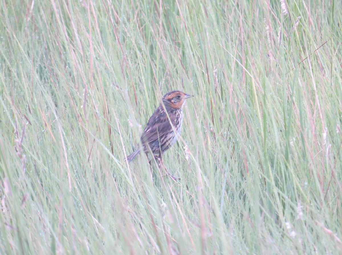 Saltmarsh Sparrow - ML625747623