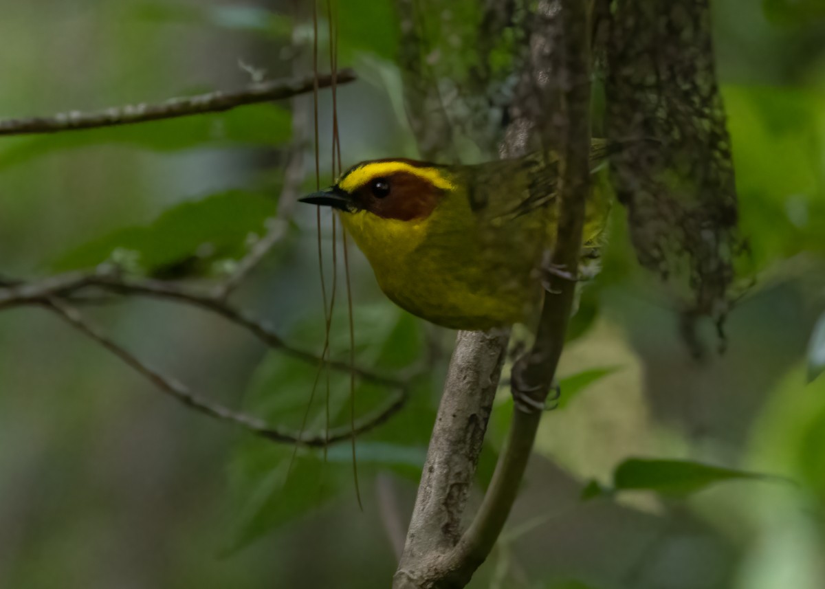 Golden-browed Warbler - ML625747771