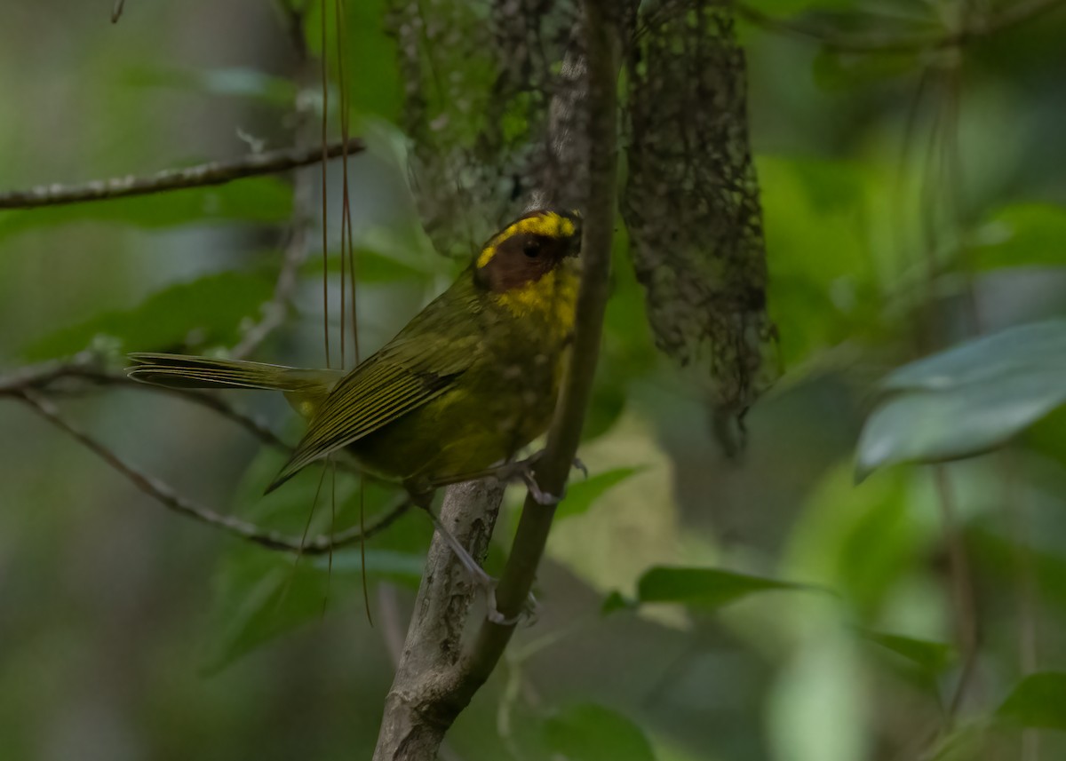 Golden-browed Warbler - ML625747772