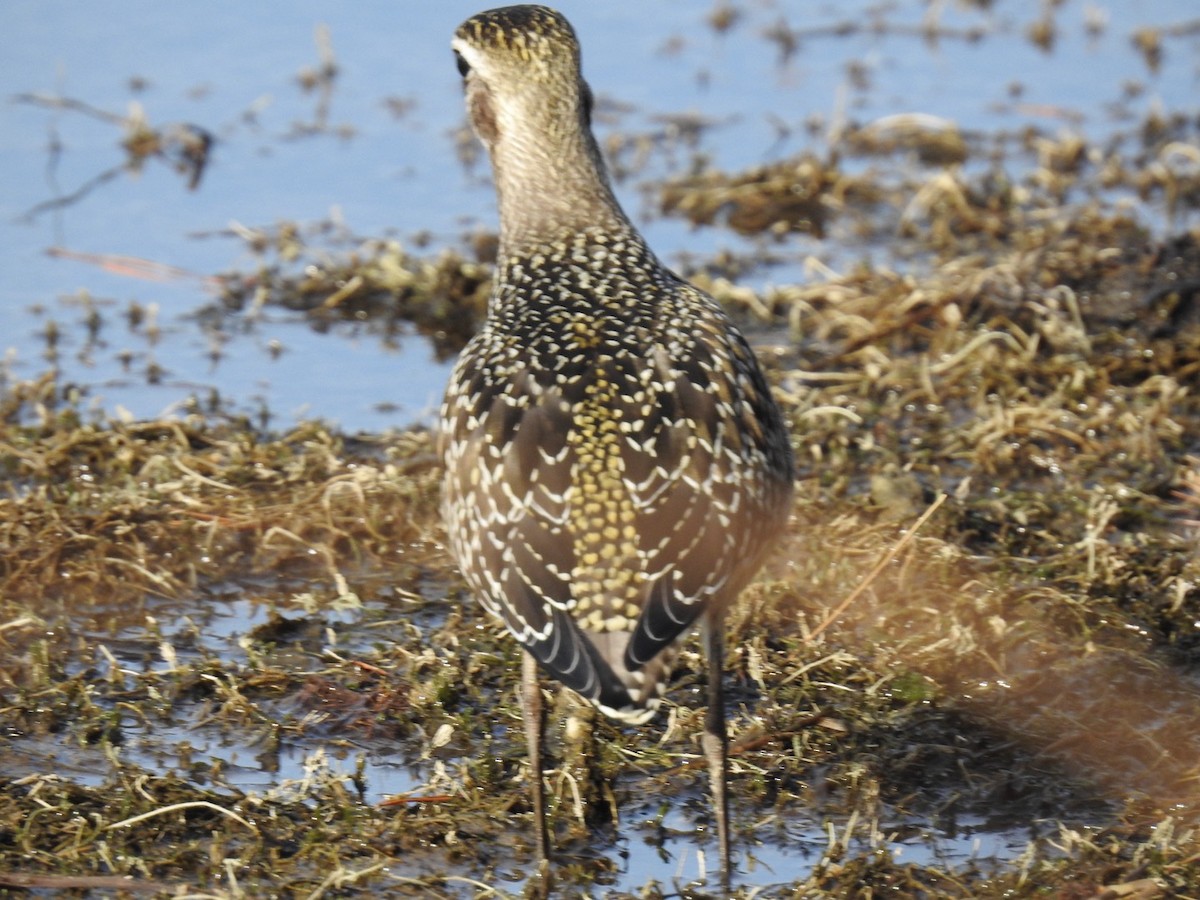 American Golden-Plover - ML625748147