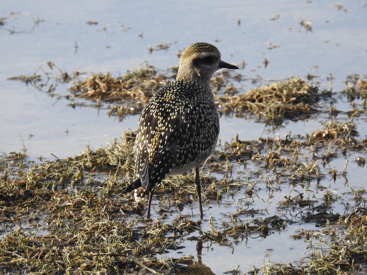 American Golden-Plover - ML625748148