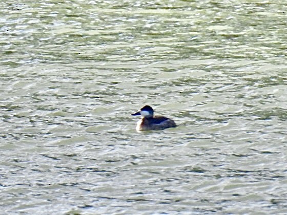 Ruddy Duck - ML625748229