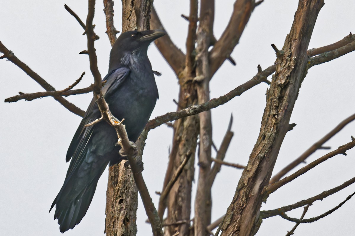 Common Raven - ML625748389