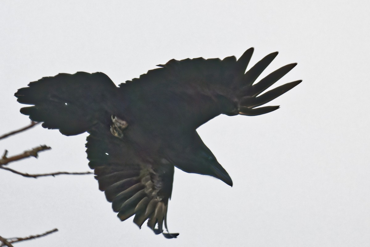 Common Raven - ML625748390