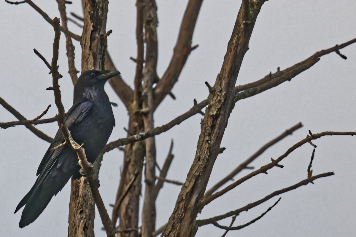 Common Raven - ML625748391