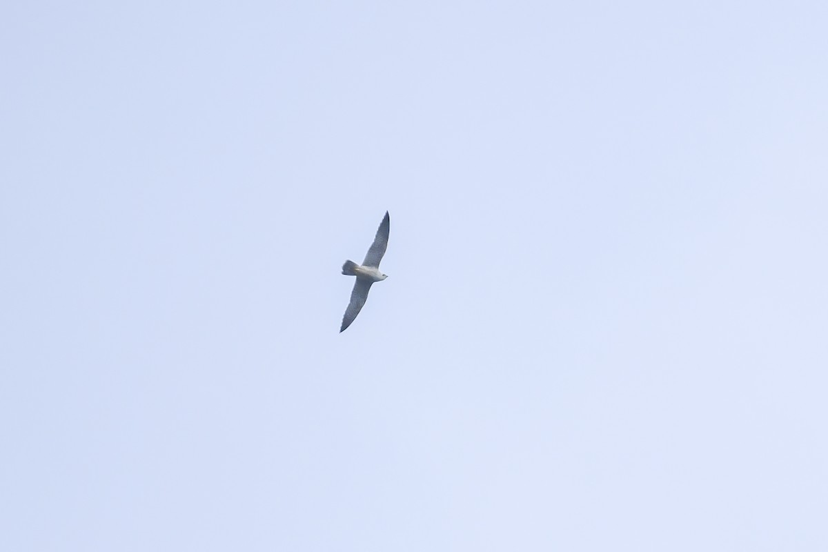 Mississippi Kite - ML625748409