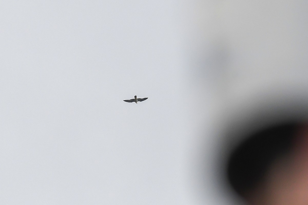 Mississippi Kite - ML625748410