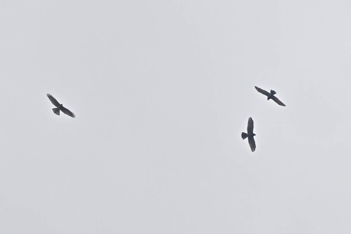 Gray-faced Buzzard - ML625748426