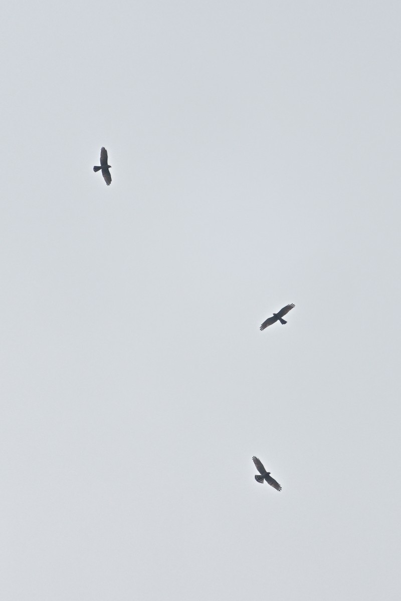 Gray-faced Buzzard - ML625748427
