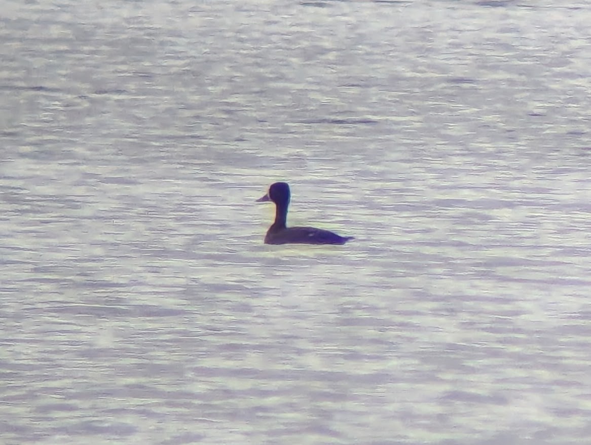 Lesser Scaup - ML625748565