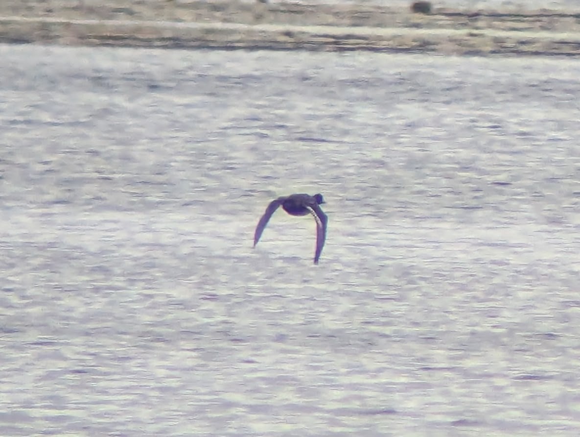 Lesser Scaup - ML625748572