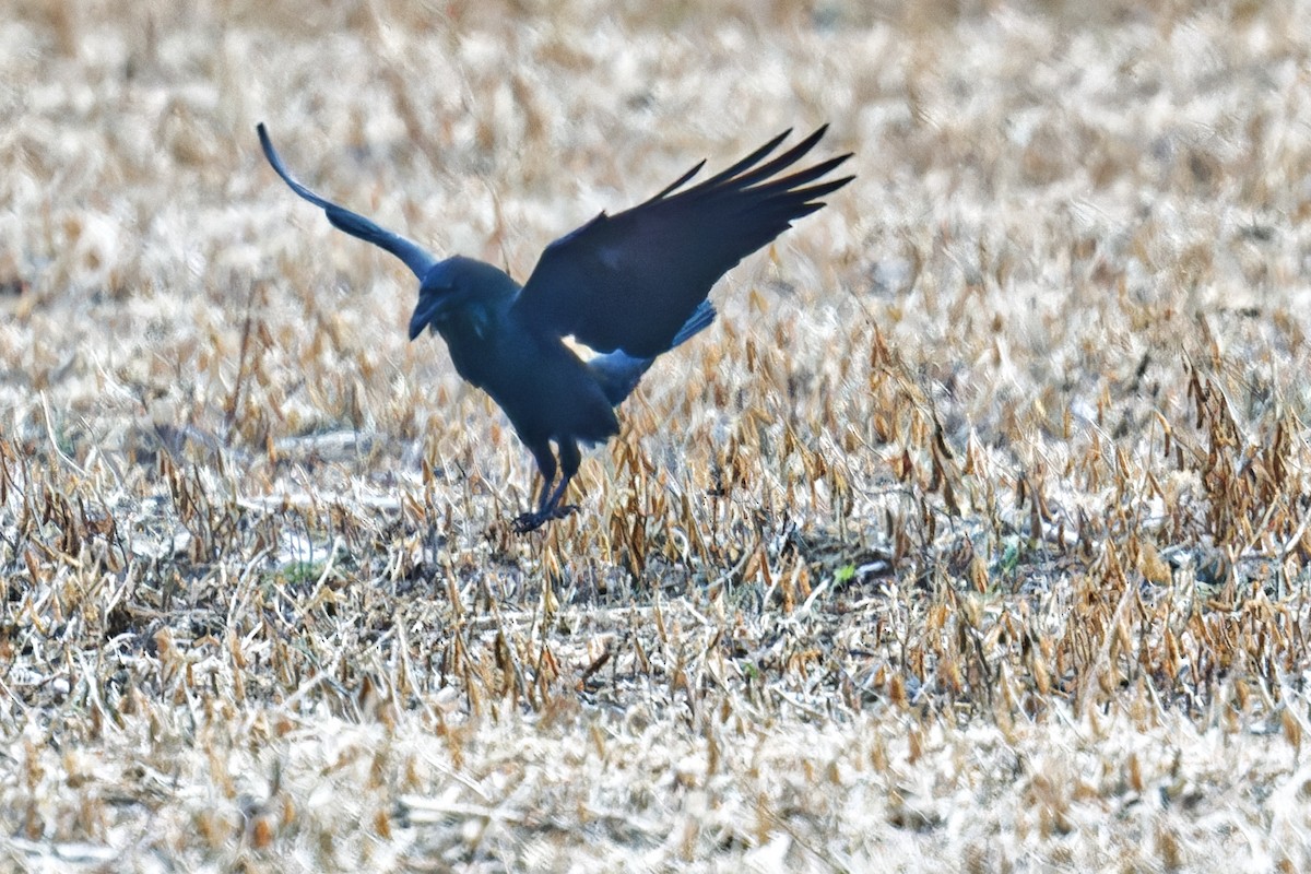Common Raven - ML625748588