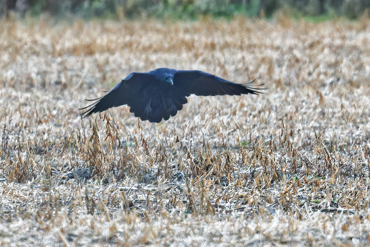 Common Raven - ML625748589