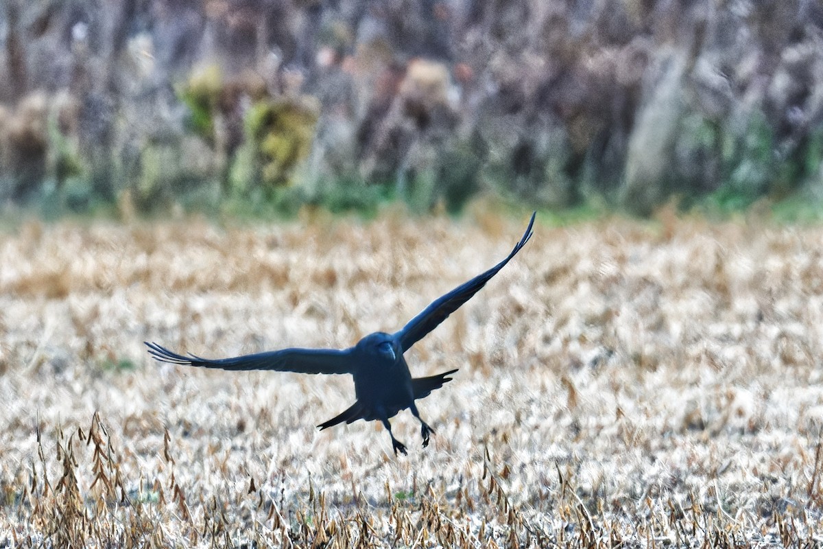 Common Raven - ML625748590