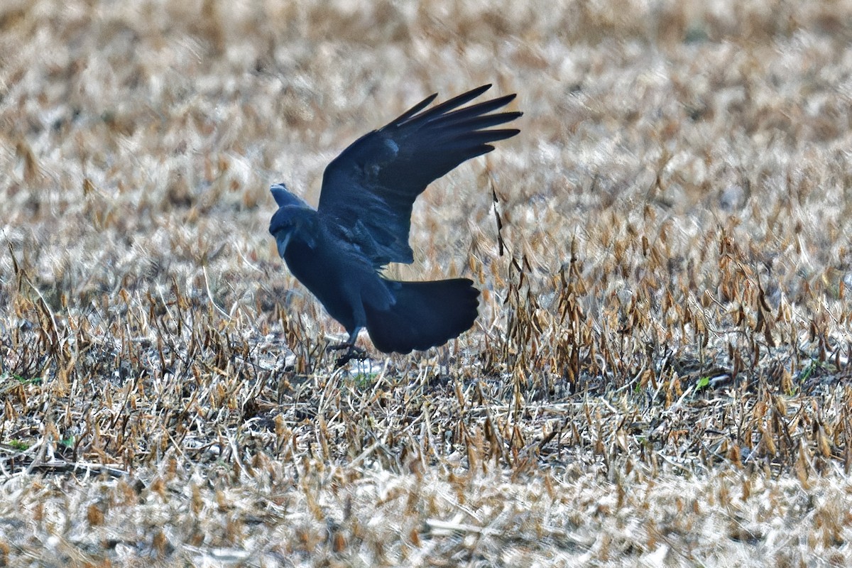 Common Raven - ML625748591