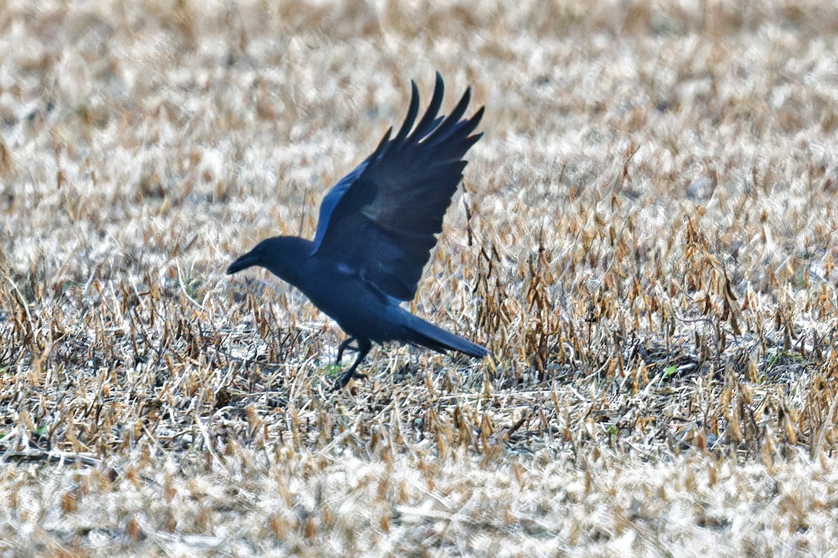 Common Raven - ML625748592