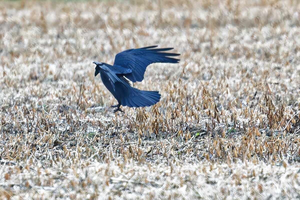 Common Raven - ML625748593