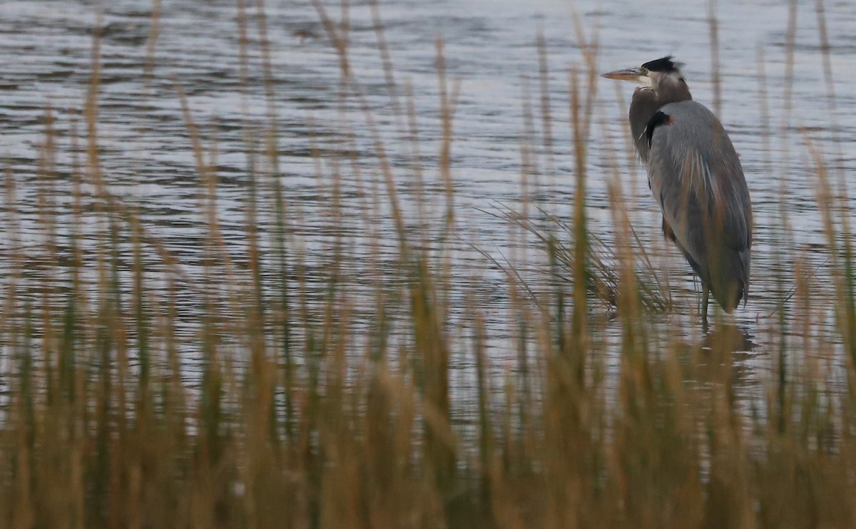 eBird Checklist 2 Nov 2024 Shore Drive Bike Path 29 species (+1