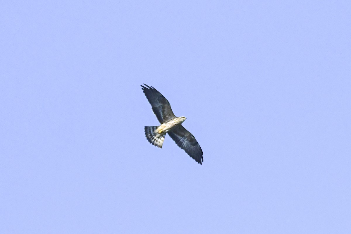 Mississippi Kite - ML625748844