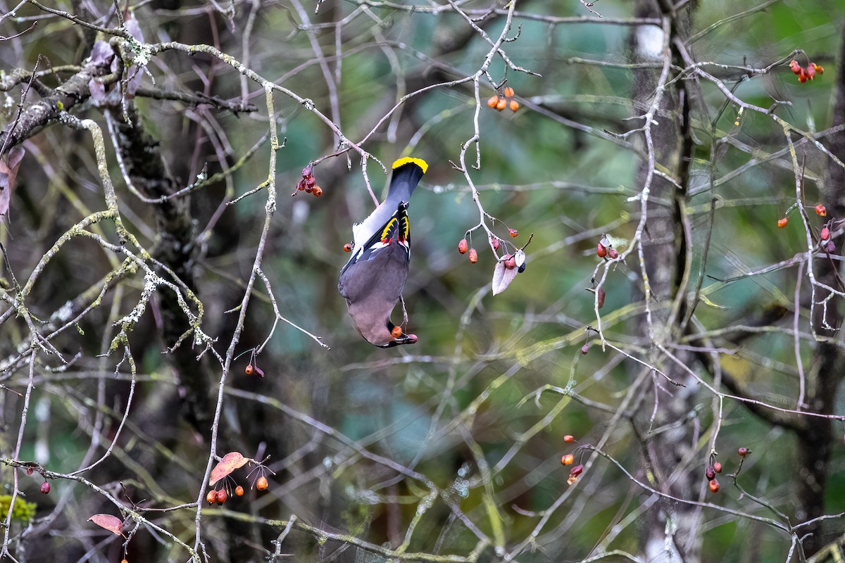 Bohemian Waxwing - ML625748997