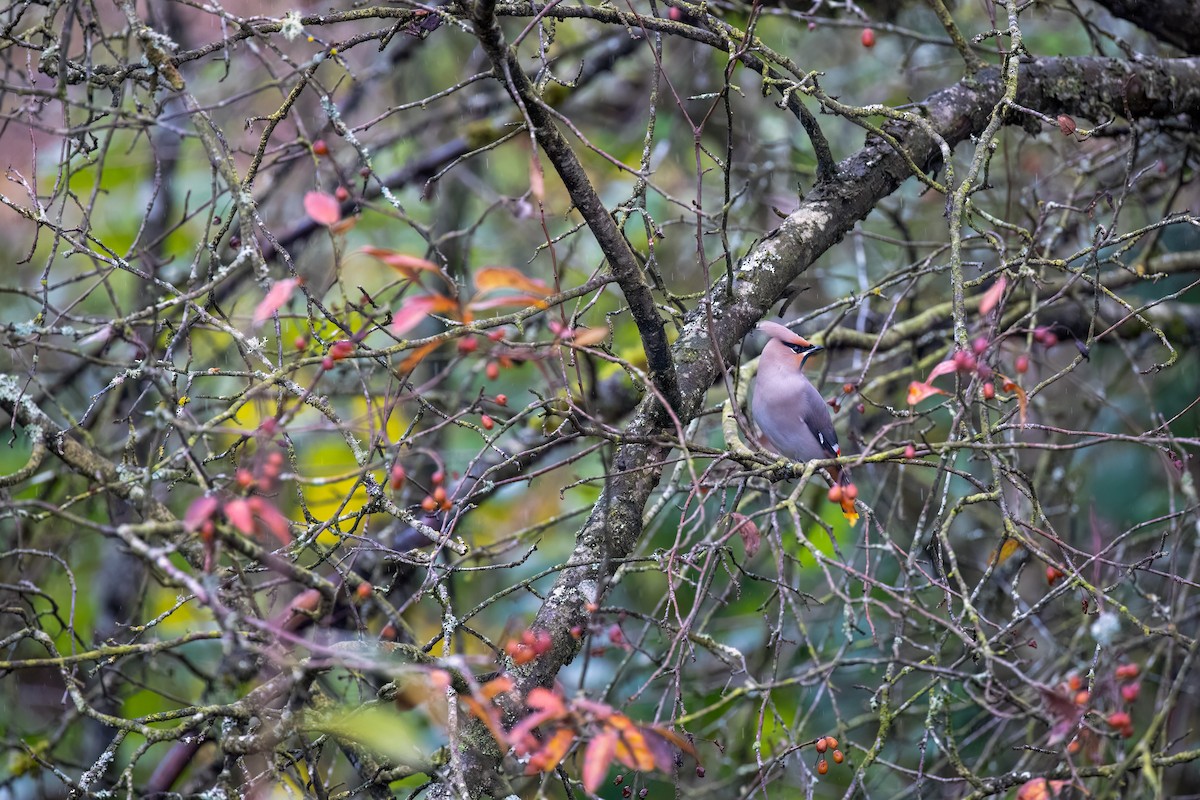 Bohemian Waxwing - ML625749006