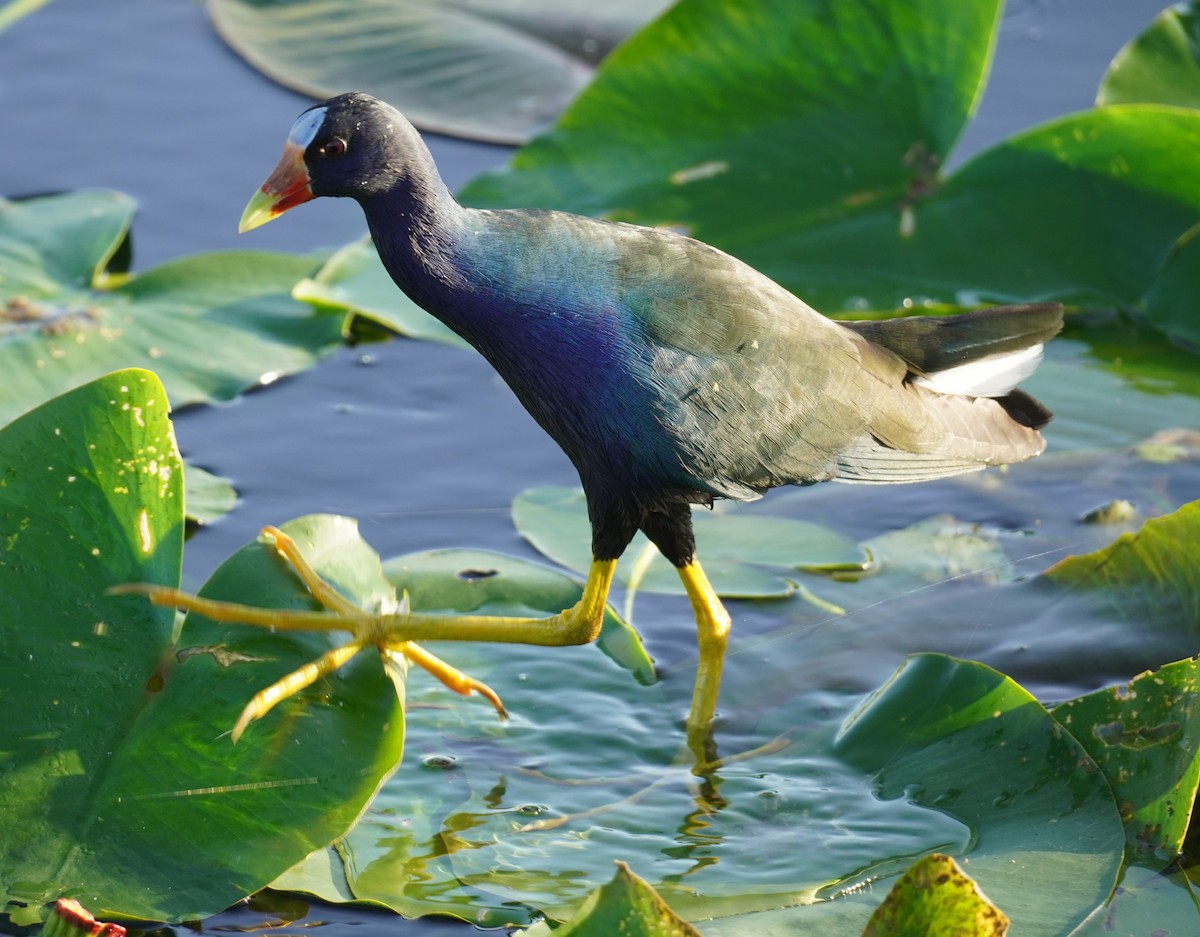 Purple Gallinule - ML625749051