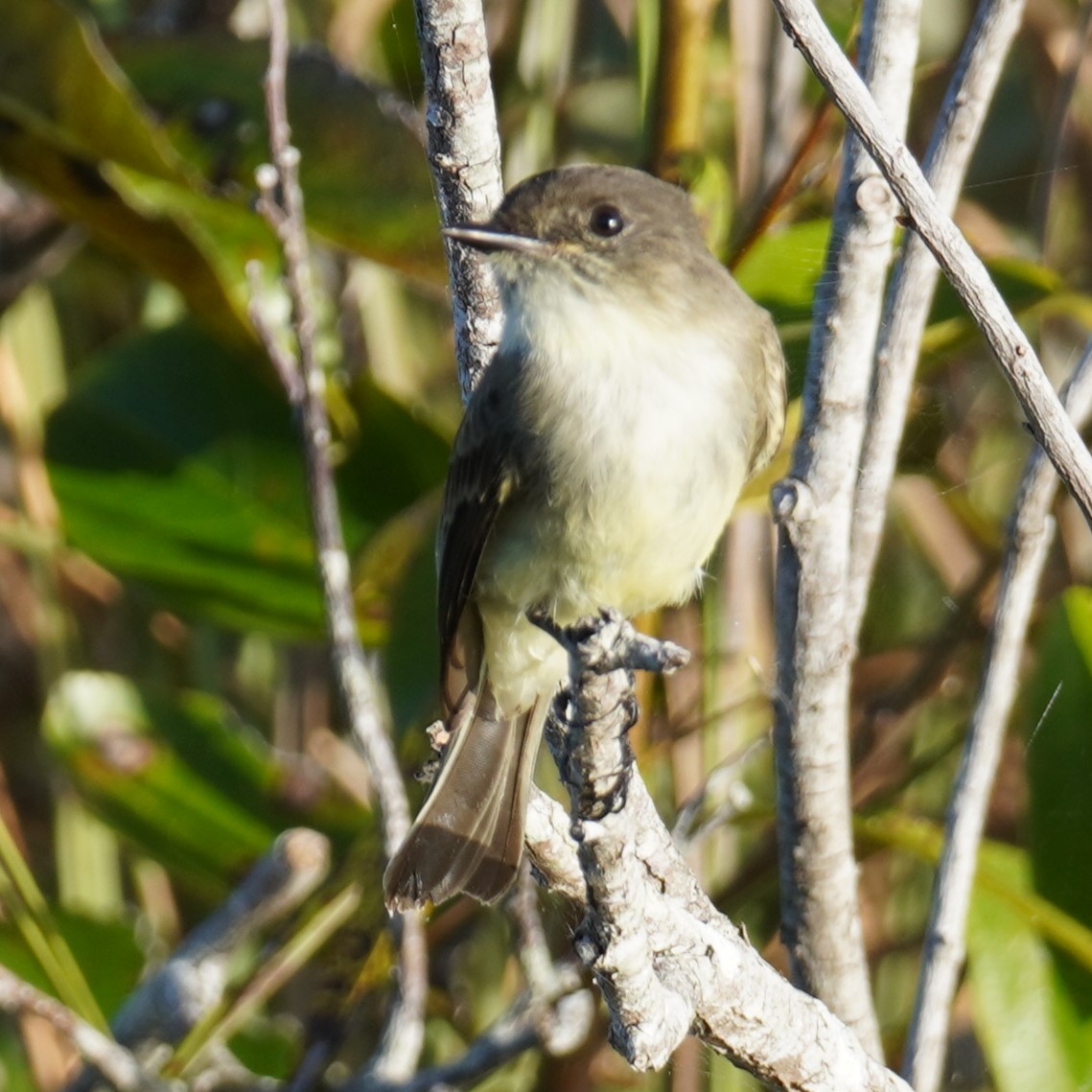 Eastern Phoebe - ML625749066