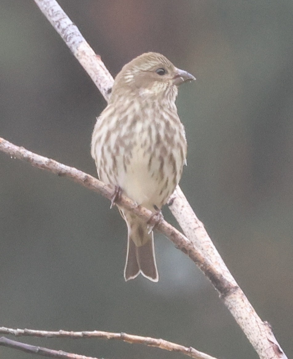 Purple Finch (Western) - ML625749071