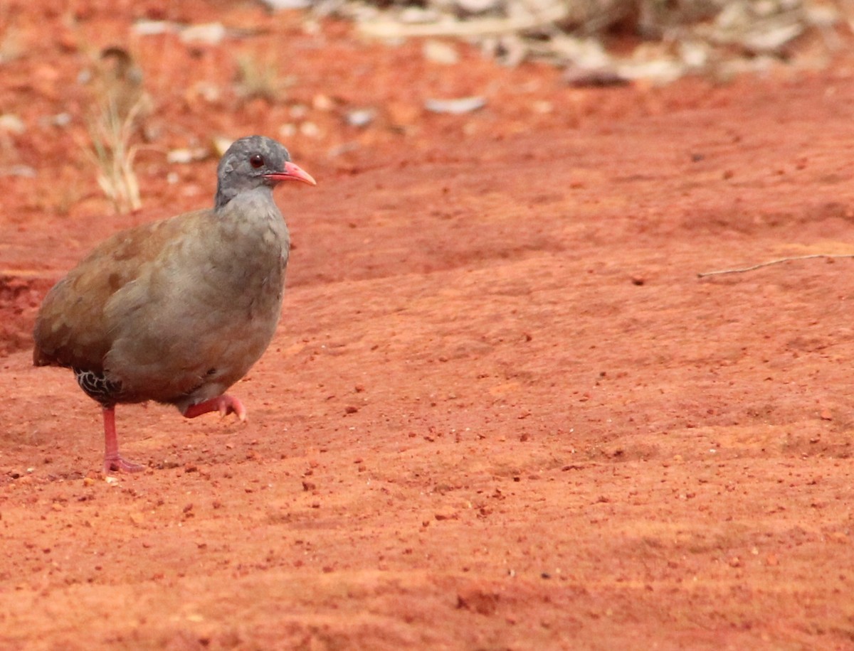 Small-billed Tinamou - ML625749253