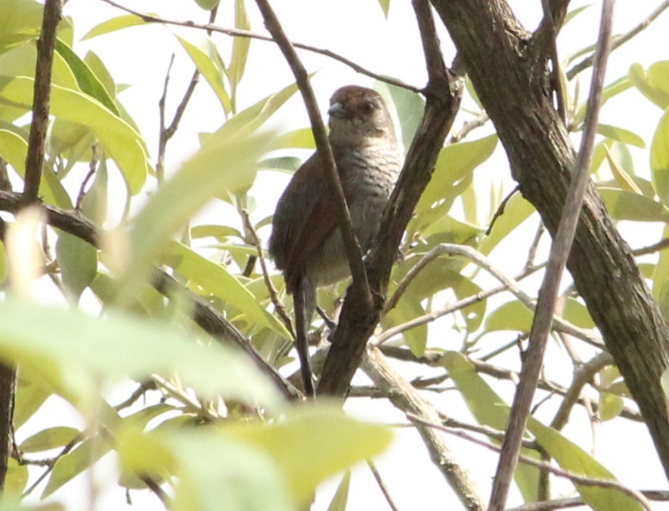 Rufous-capped Antshrike - ML625749336