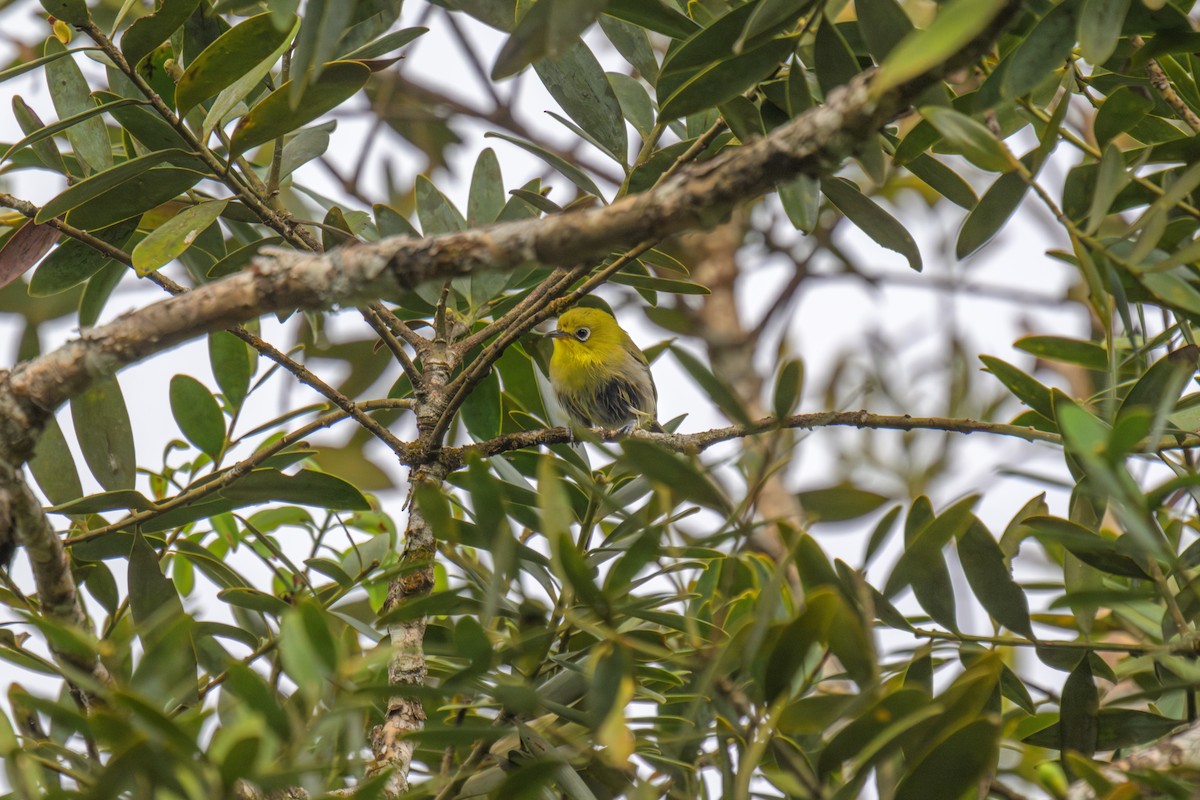 Fiji White-eye - ML625749404