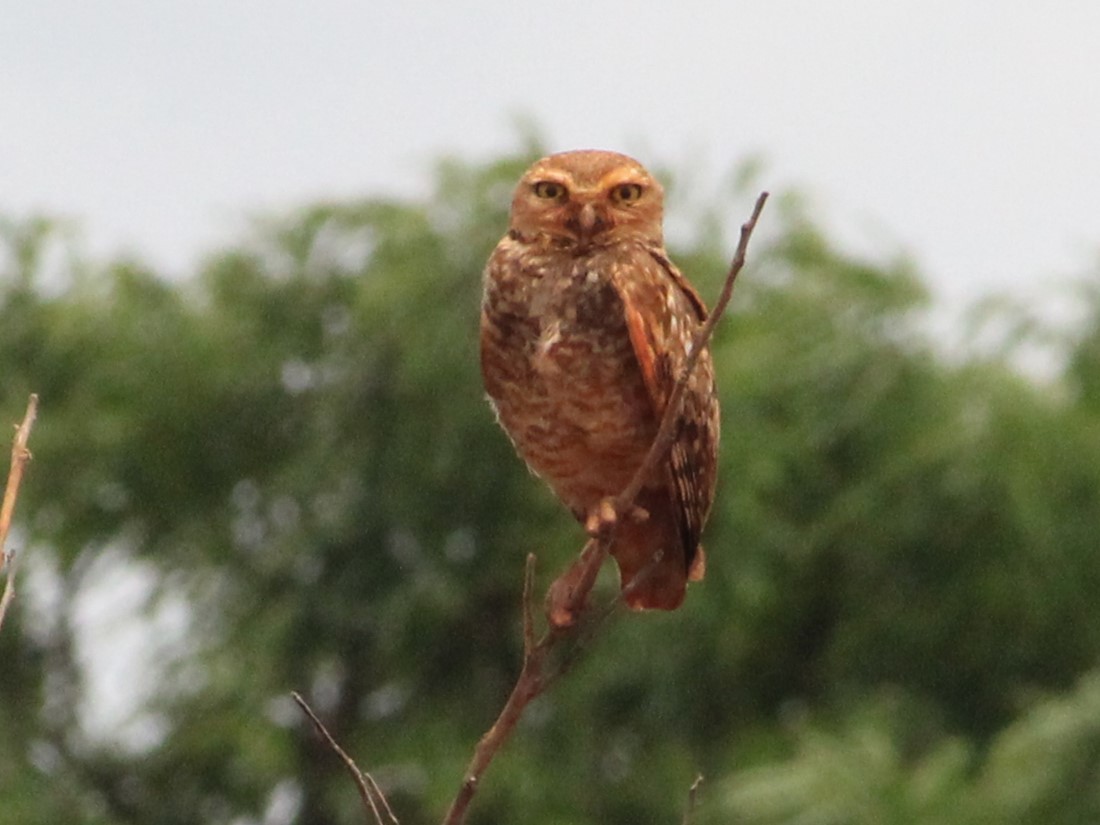 Burrowing Owl - ML625749457